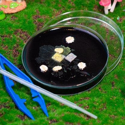 Slime Mold Kit